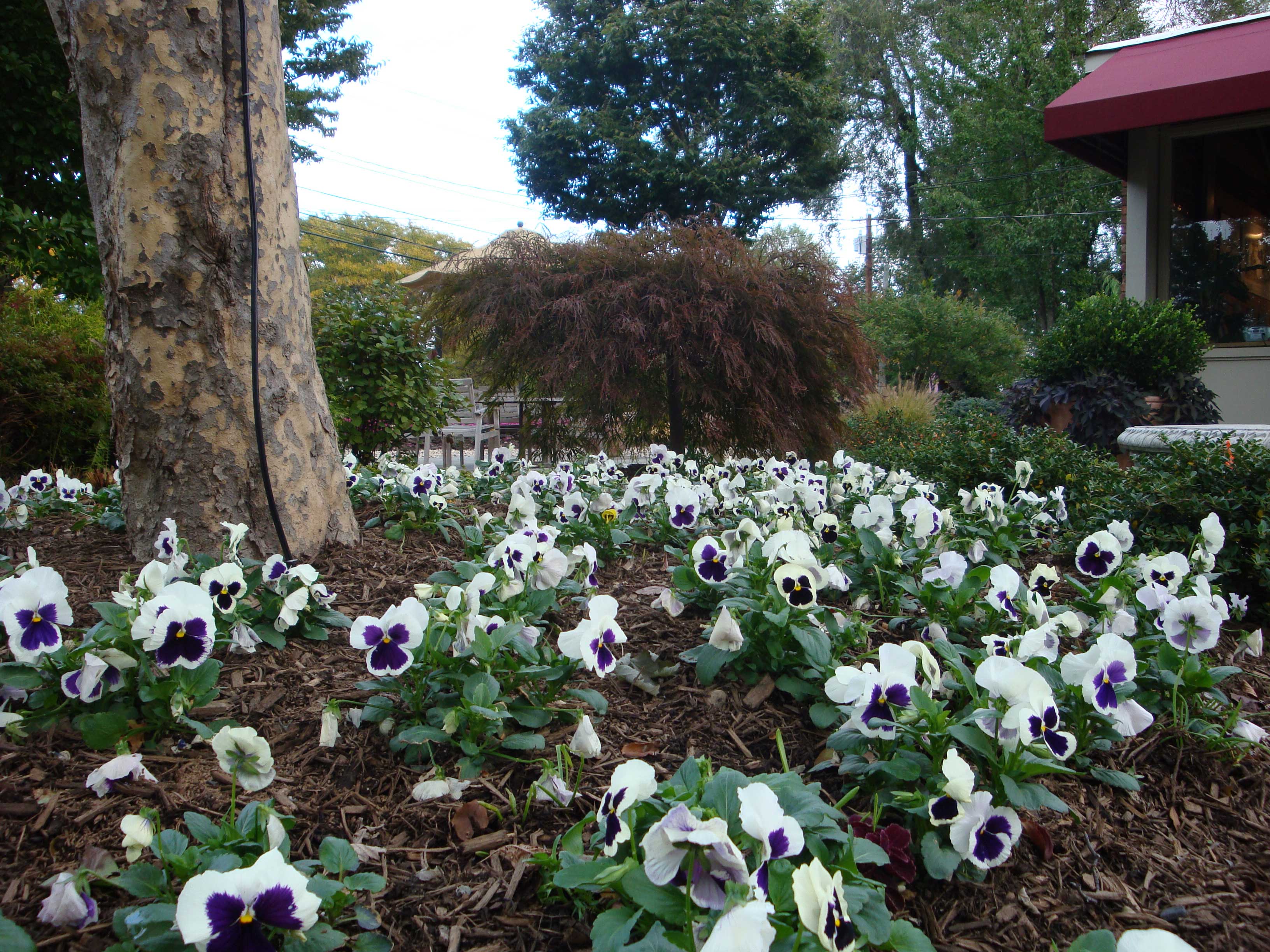 PANSY-WHITE-AND-PURPLE