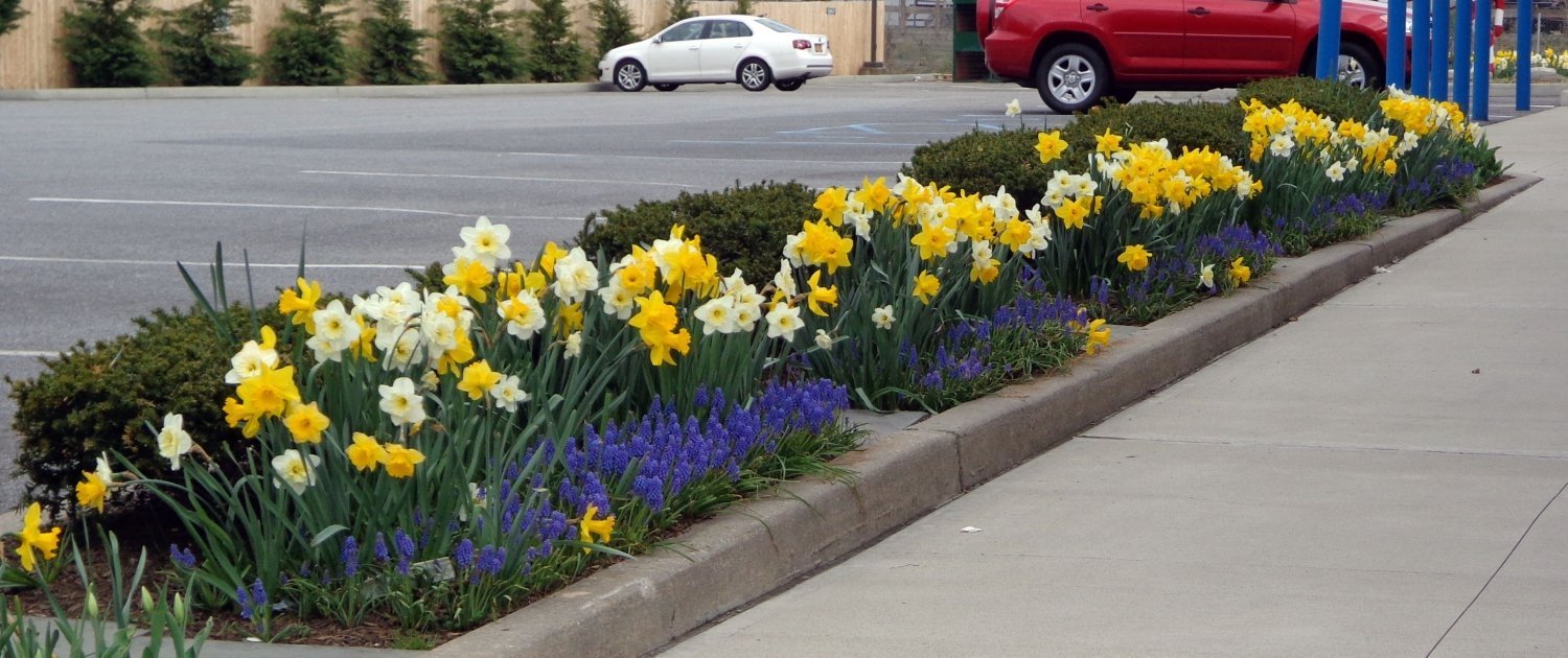 daffodils-muscari-bottle-buys