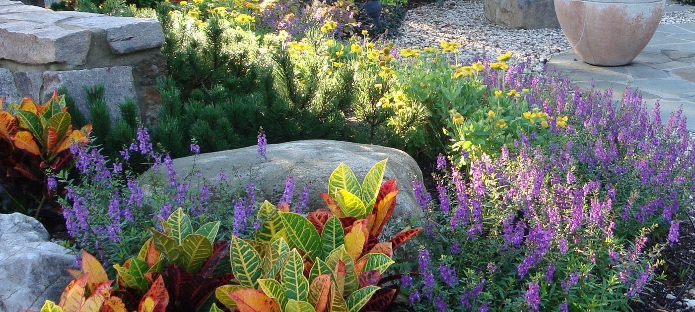 Croton-Angelonia-texture