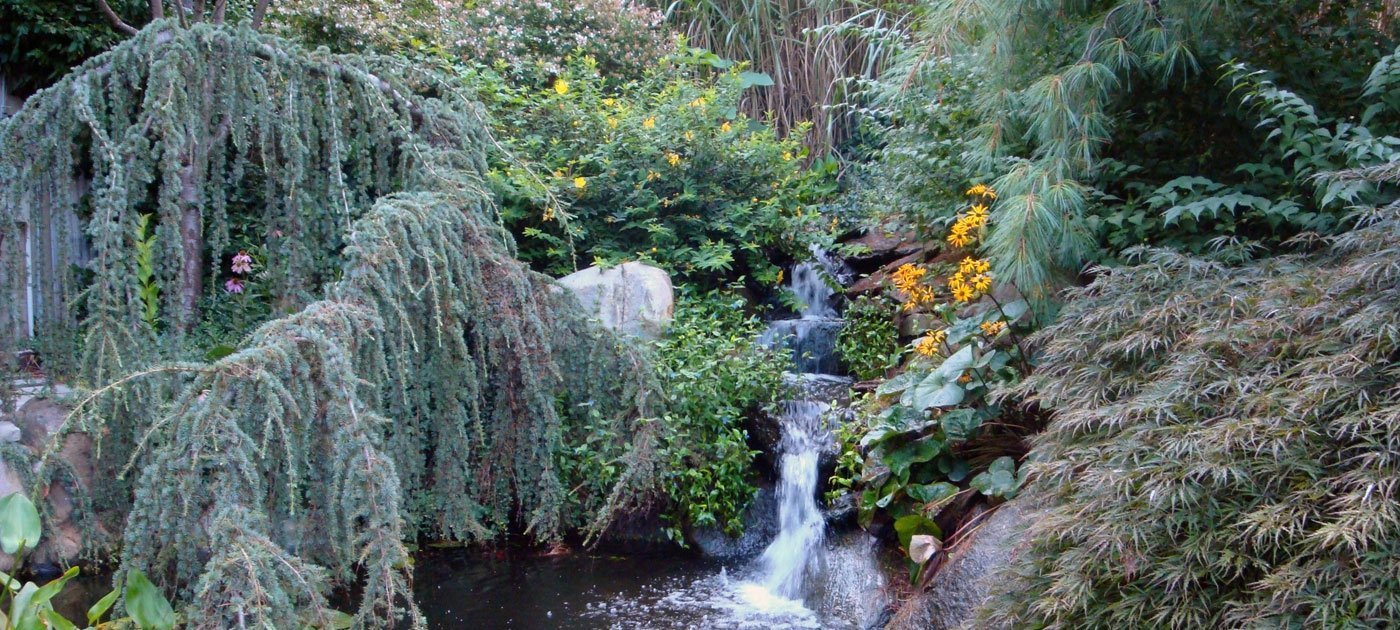 pond-koi-cedar-maple-waterfall