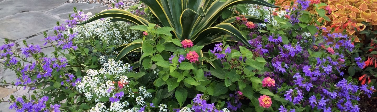 agave-coleus-scaevola