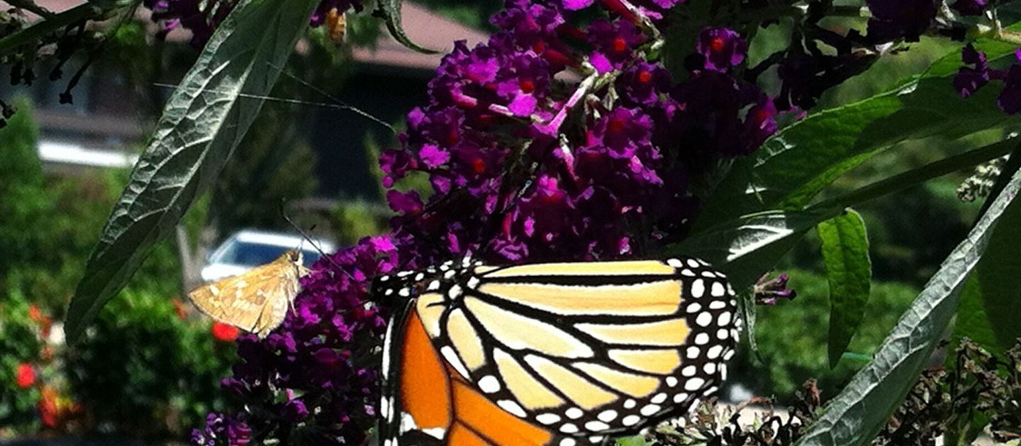 buddleia-monarch-moth