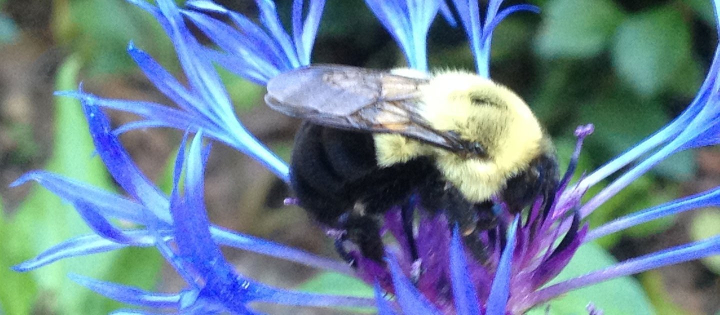 bumblebee-centaurea
