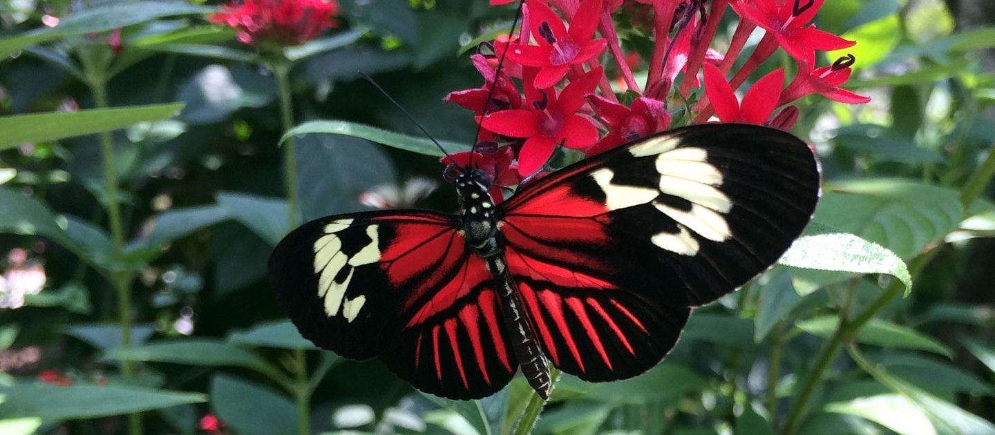 butterfly-pentas