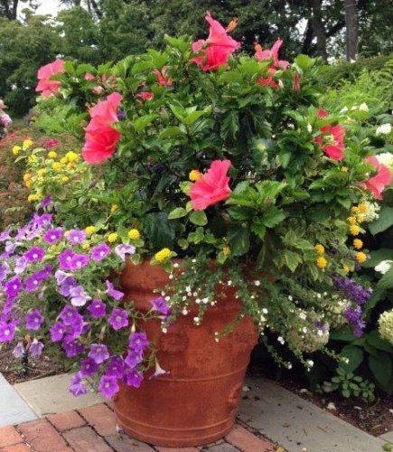 hibiscus-petunia-pot