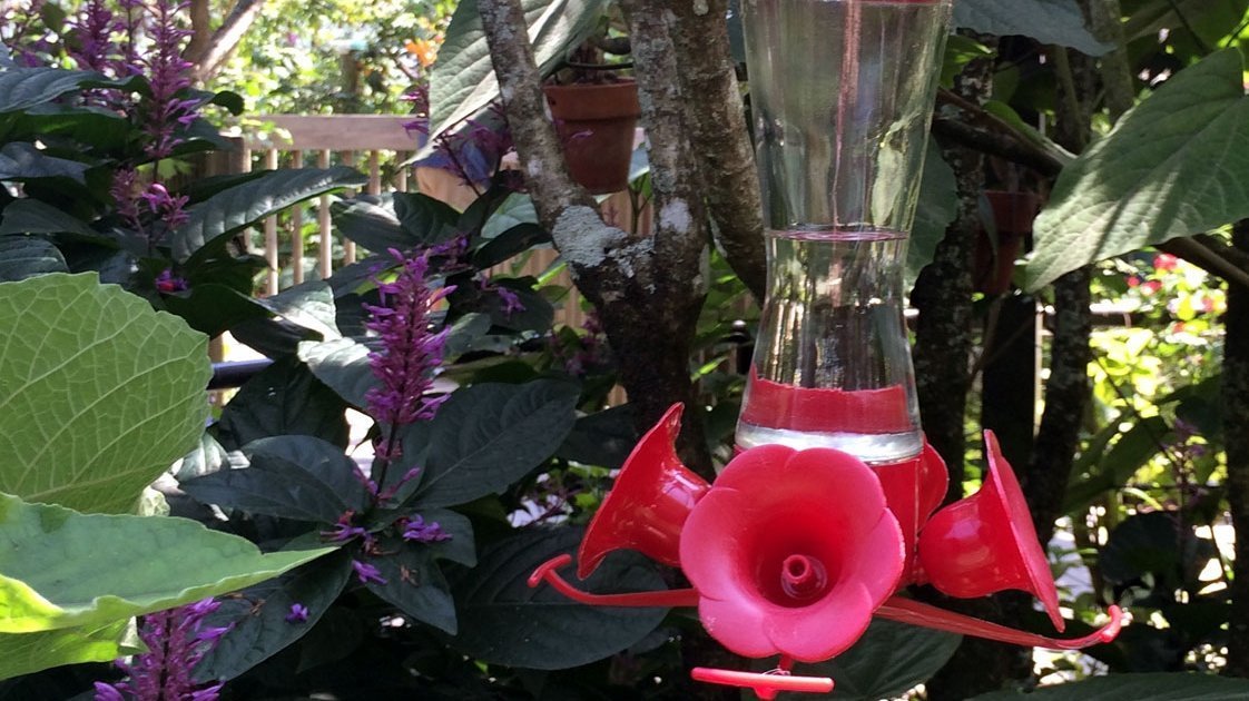 hummingbird-feeder