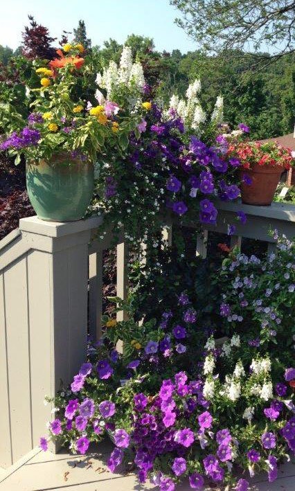 petunia-pots-angelonia