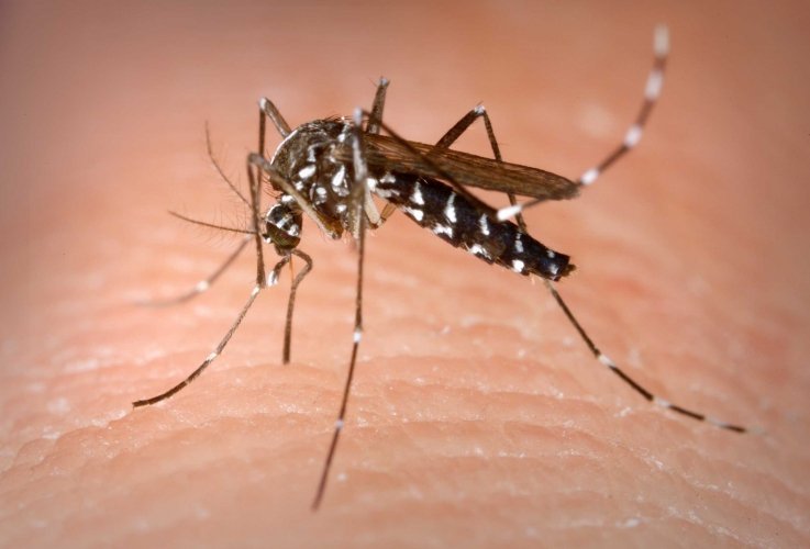 Aedes_Albopictus_Mosquito