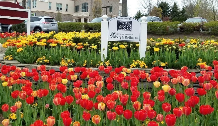 tulips-daffodils-red-yellow-spring