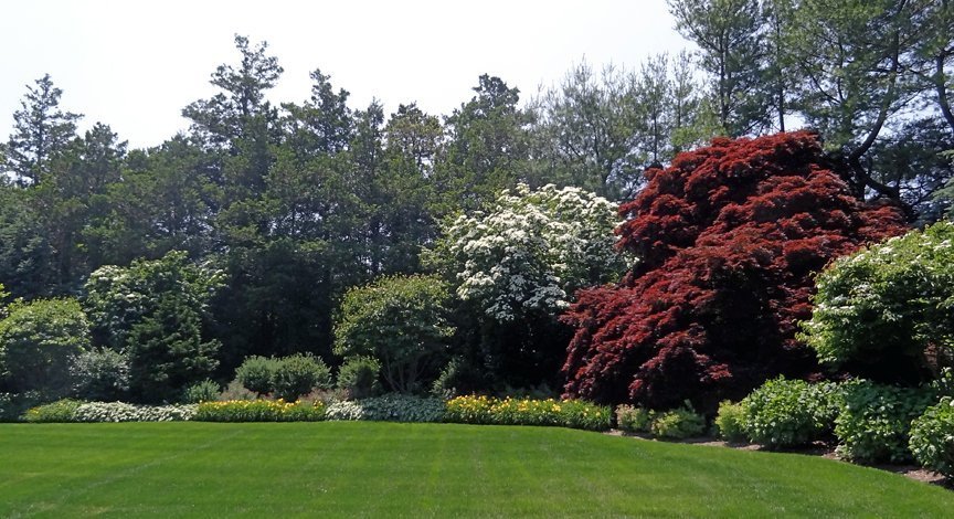 border_shrubs_trees_flowers_hydrangea_japanese_maple_LG
