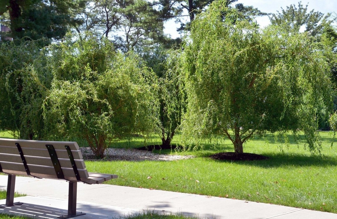 Central-Park-Willow-Drainage-Bench-Walk