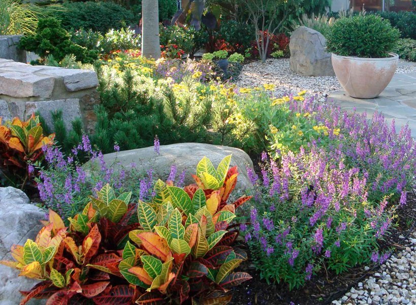 06_Croton-_-AngeloniaW-min