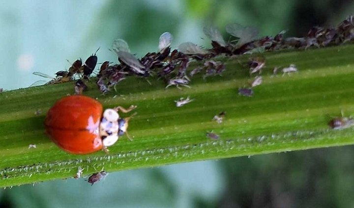 Integrated Pest Management