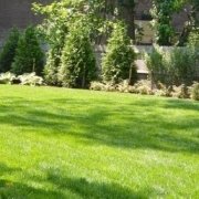 greener lawn kids backyard dog