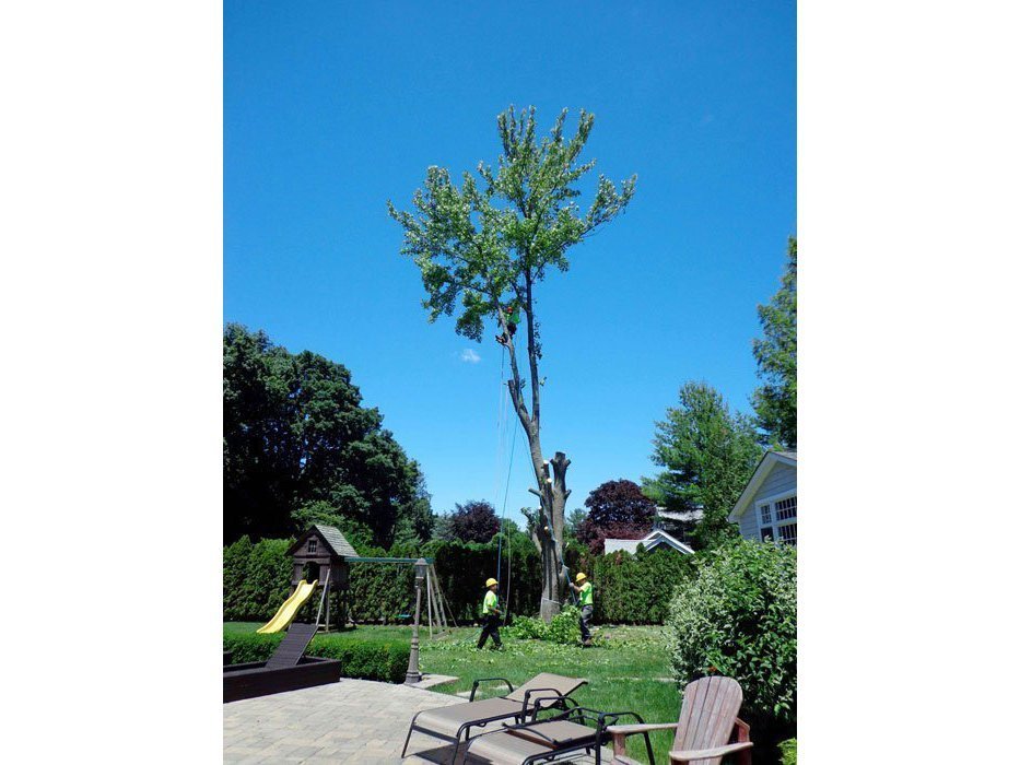05_Tree-RemovalW-1